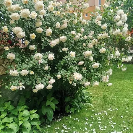 בית הארחה Zenith 3*